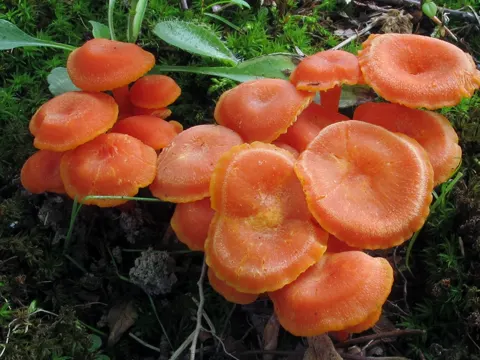 Vermilion Waxcap