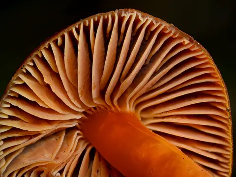 Crimson Waxcap