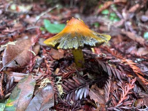 Crimson Wax Cap