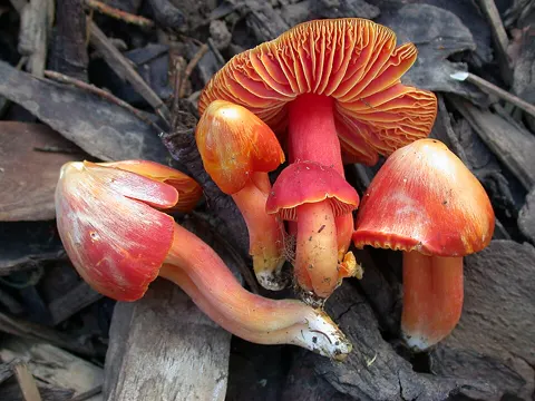 Splendid Waxcap