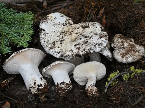 Subalpine Waxy Cap