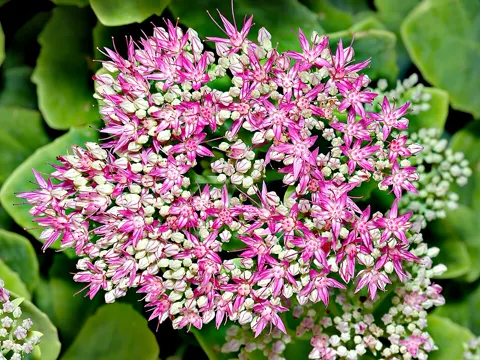 Showy Stonecrop