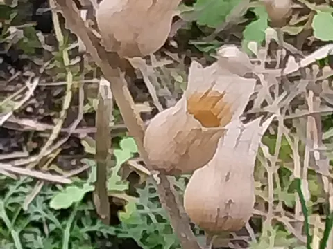 Black Henbane