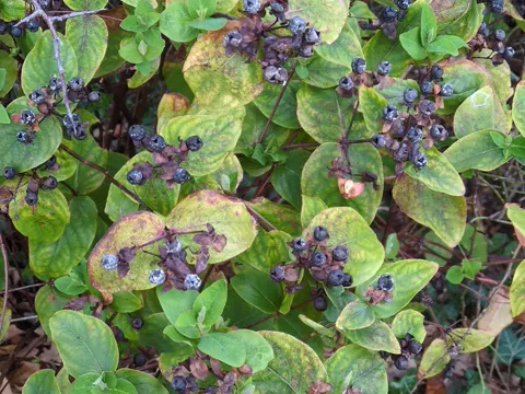 Tutsan