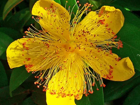 Rose-of-Sharon