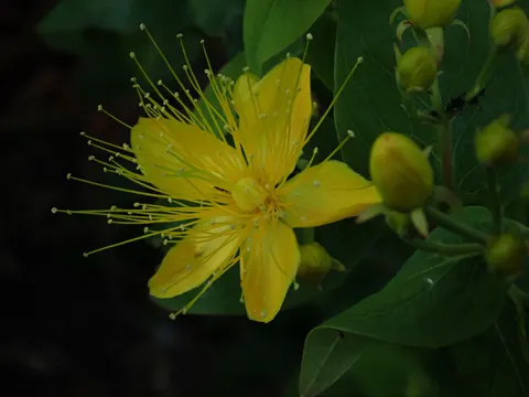 Stinking Tutsan