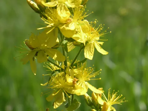 Hairy St John's-wort