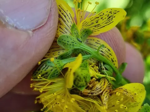 Imperforate St John's-wort