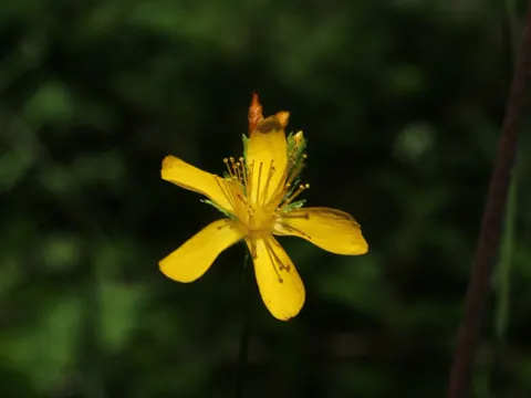 Pale St John's-wort