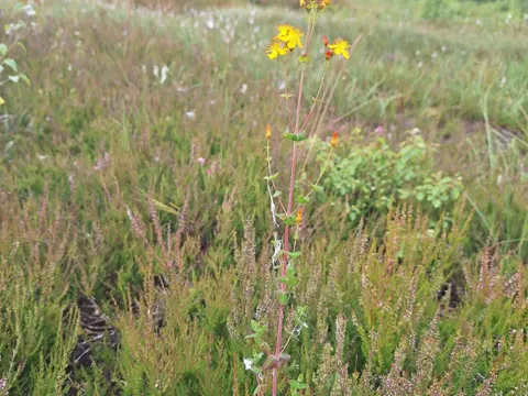 Slender St. John's-wort
