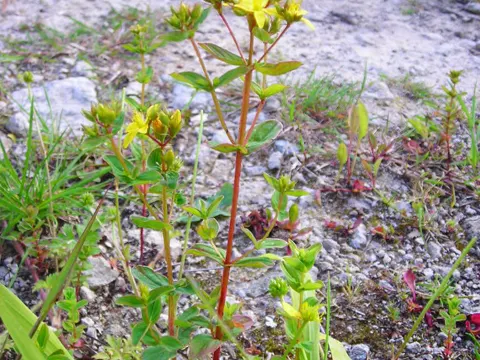 Square-stalked St John's-wort