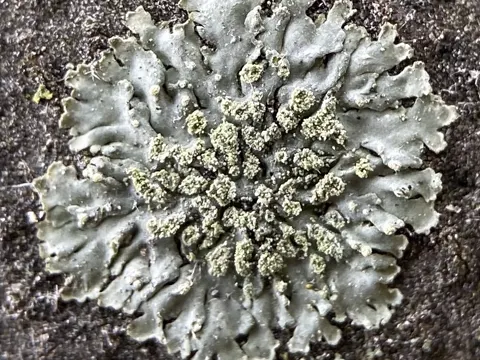 Hoary Rosette Lichen
