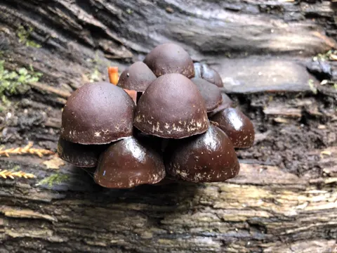 Copper-cap Fungus