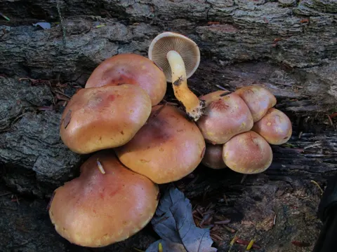 Brick Tuft