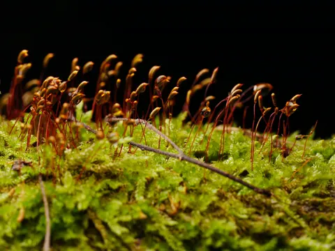Cypress-leaved Plait-moss