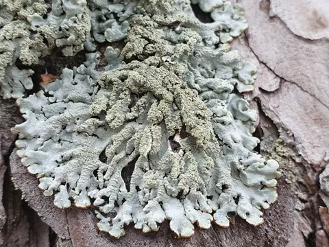 Tube Lichen