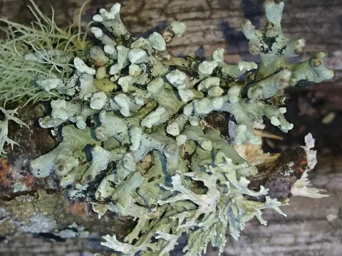 Powder-headed Tube Lichen