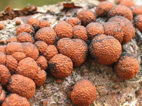 Beech Woodwart