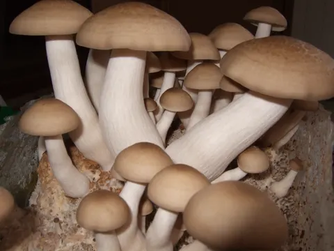 Beech Mushroom