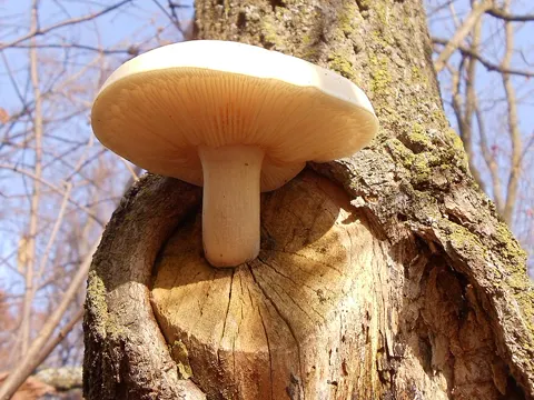 Elm Oyster