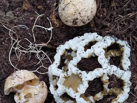 Cage Fungus