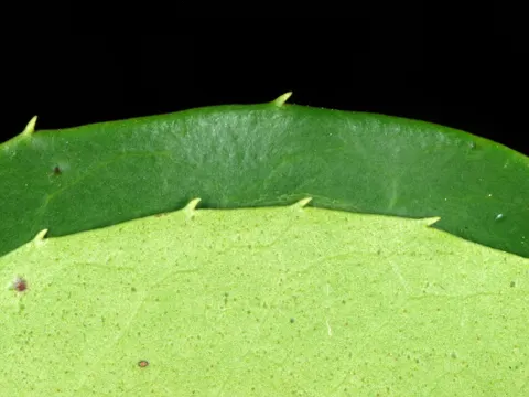 Large Gallberry