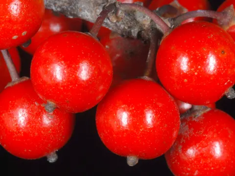 Possumhaw