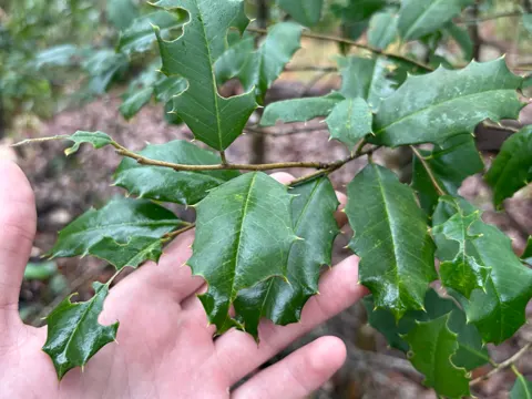 American Holly