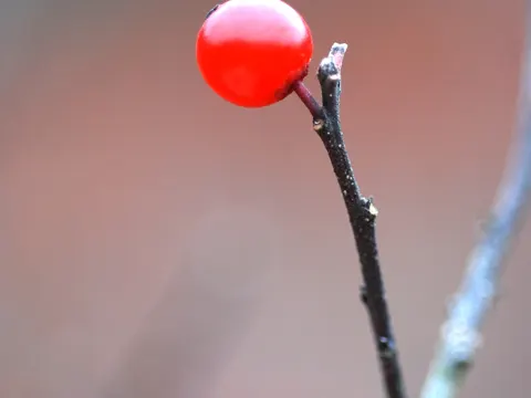 Winterberry