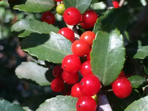 Yaupon Holly