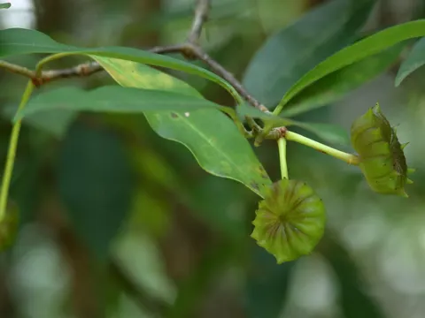 Florida Anise