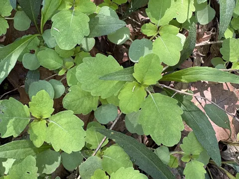 Spotted Jewelweed