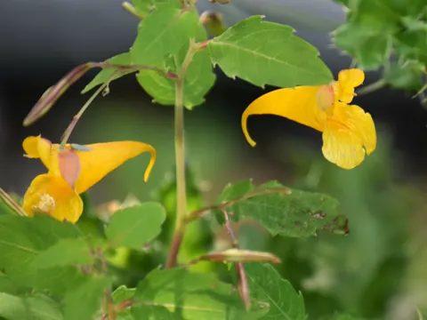 Touch-me-not Balsam