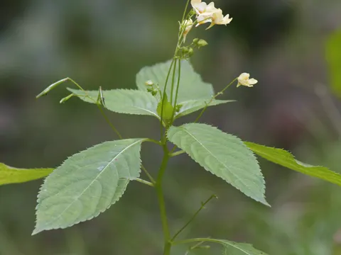 Small Balsam