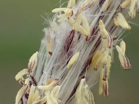 Cogongrass