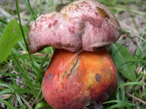 Oldrose Bolete