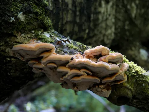 Fox Polypore