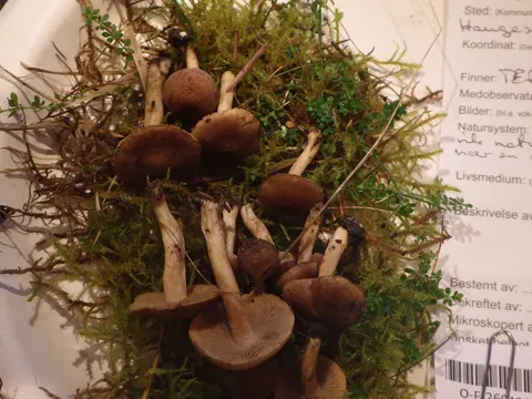 Inocybe