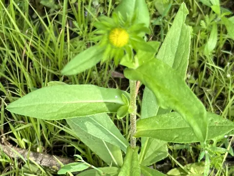British Yellowhead