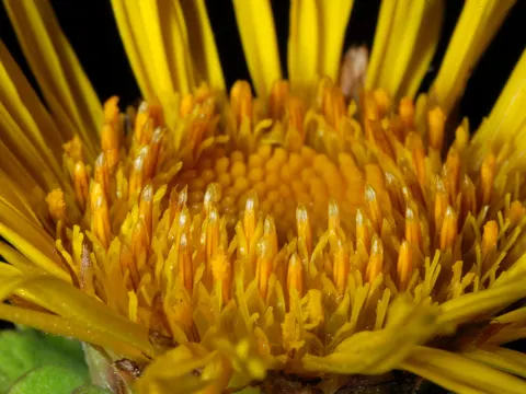 Elecampane