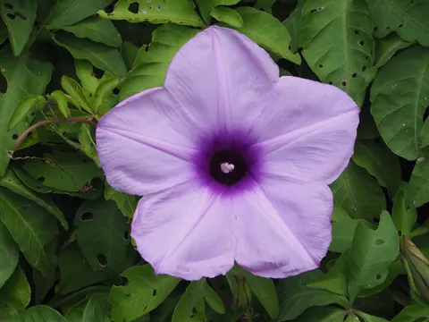 Carlito Morning Glory