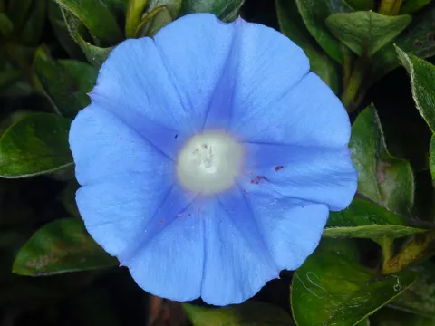 Ivy-leaved Morning-glory