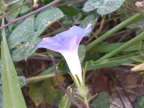 Morning Glory