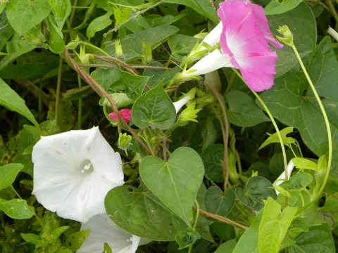 Common Morning-glory