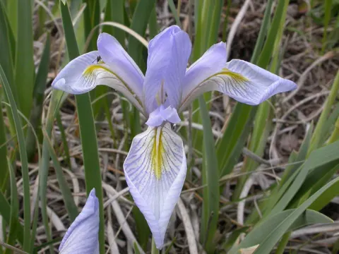 Rocky Mountain Iris