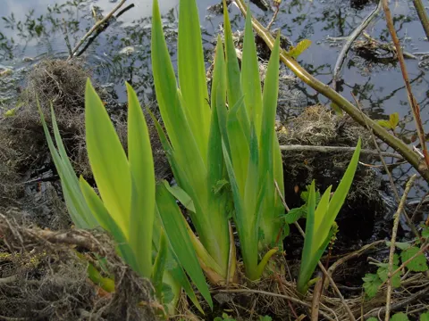 Yellow Flag Iris