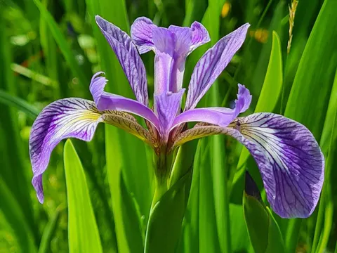 Northern Blue Flag