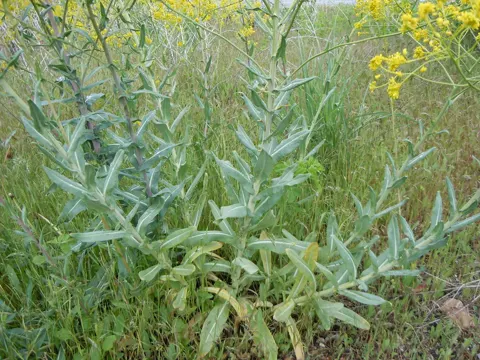 Woad