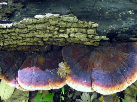 Resinous Polypore