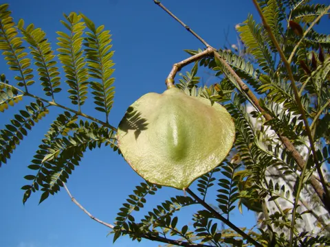 Jacaranda